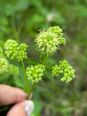 Maryland sanicle (Sanicula marilandica)