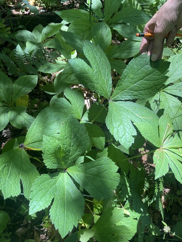 Sanicula rubriflora (Sanicula rubriflora)