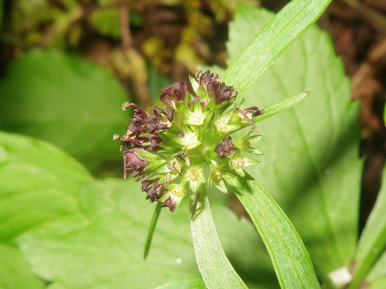 Sanicula rubriflora: Sanicula rubriflora , Kitakami Mountains, Iwate pref., Japan
