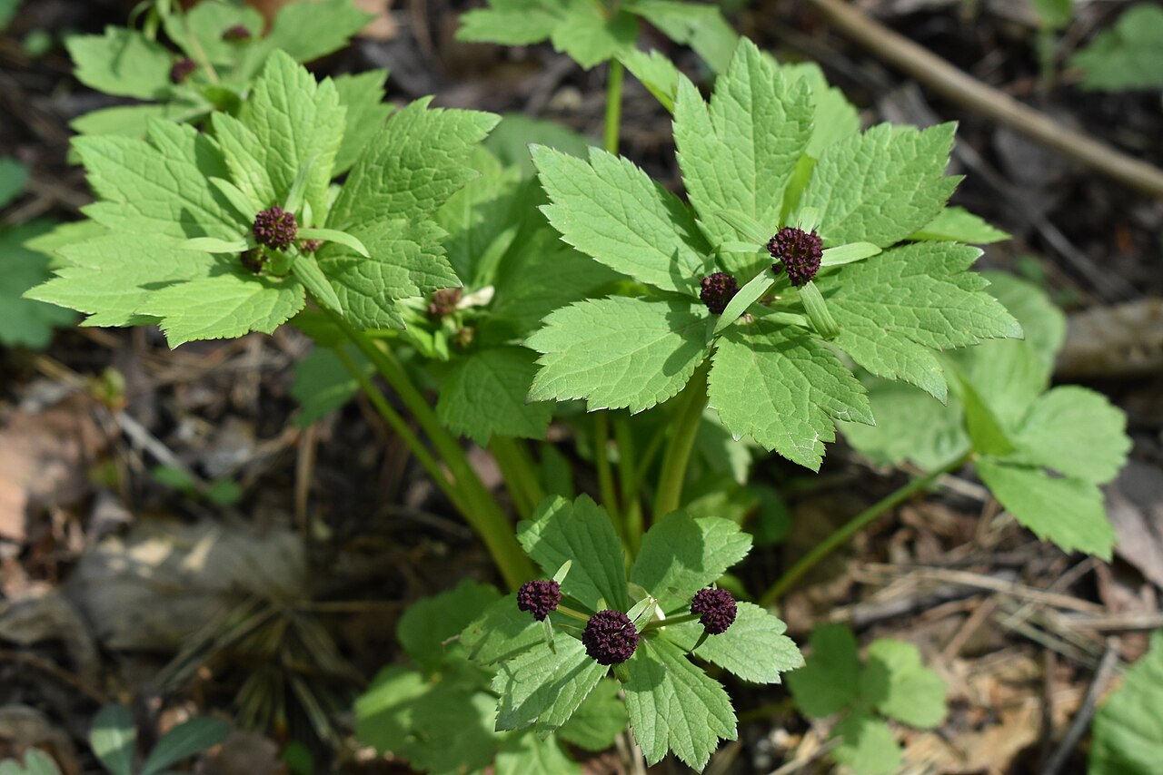 Sanicula rubriflora: Sanicula rubriflora