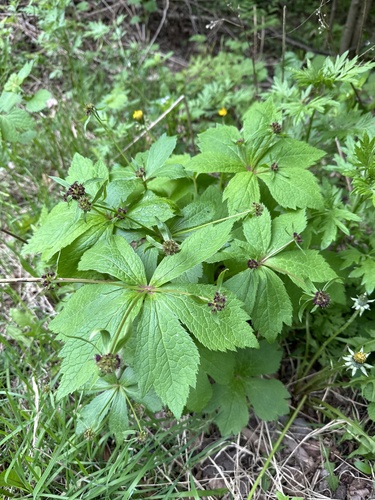 Sanicula rubriflora (Sanicula rubriflora)