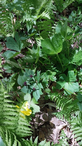 Sanicula rubriflora (Sanicula rubriflora)
