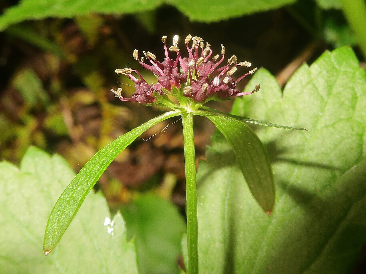 Sanicula rubriflora: Sanicula rubriflora , Kitakami Mountains, Iwate pref., Japan