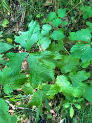 Sanicula rubriflora (Sanicula rubriflora)