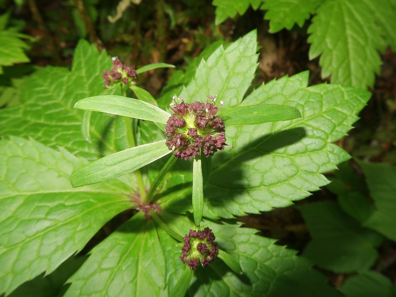 Sanicula rubriflora: Sanicula rubriflora , Kitakami Mountains, Iwate pref., Japan