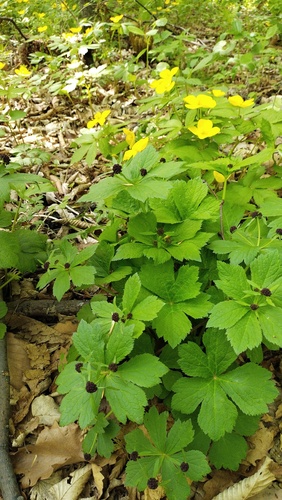Sanicula rubriflora (Sanicula rubriflora)