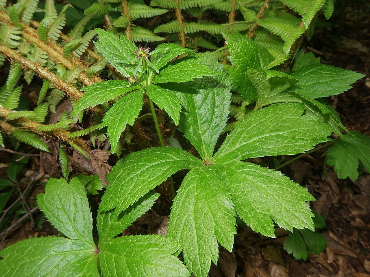 Sanicula rubriflora: Sanicula rubriflora , Kitakami Mountains, Iwate pref., Japan