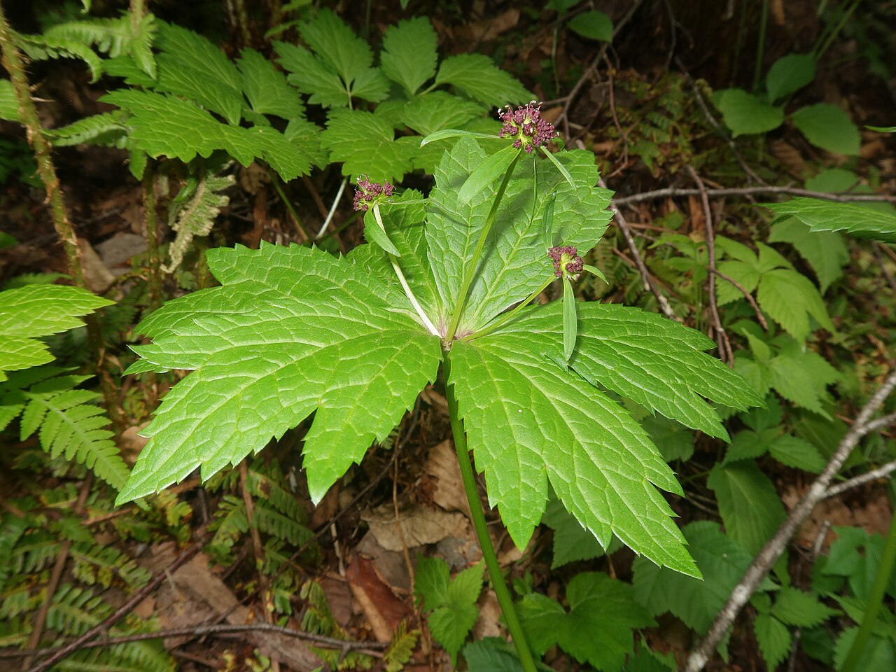Sanicula rubriflora: Sanicula rubriflora , Kitakami Mountains, Iwate pref., Japan
