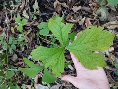 Sanicula rubriflora (Sanicula rubriflora)