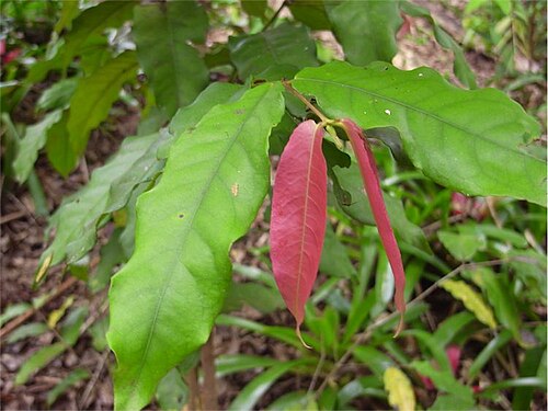 Sankowskya stipularis: Sankowskya stipularis in Bellingen, New South Wales, Australia.