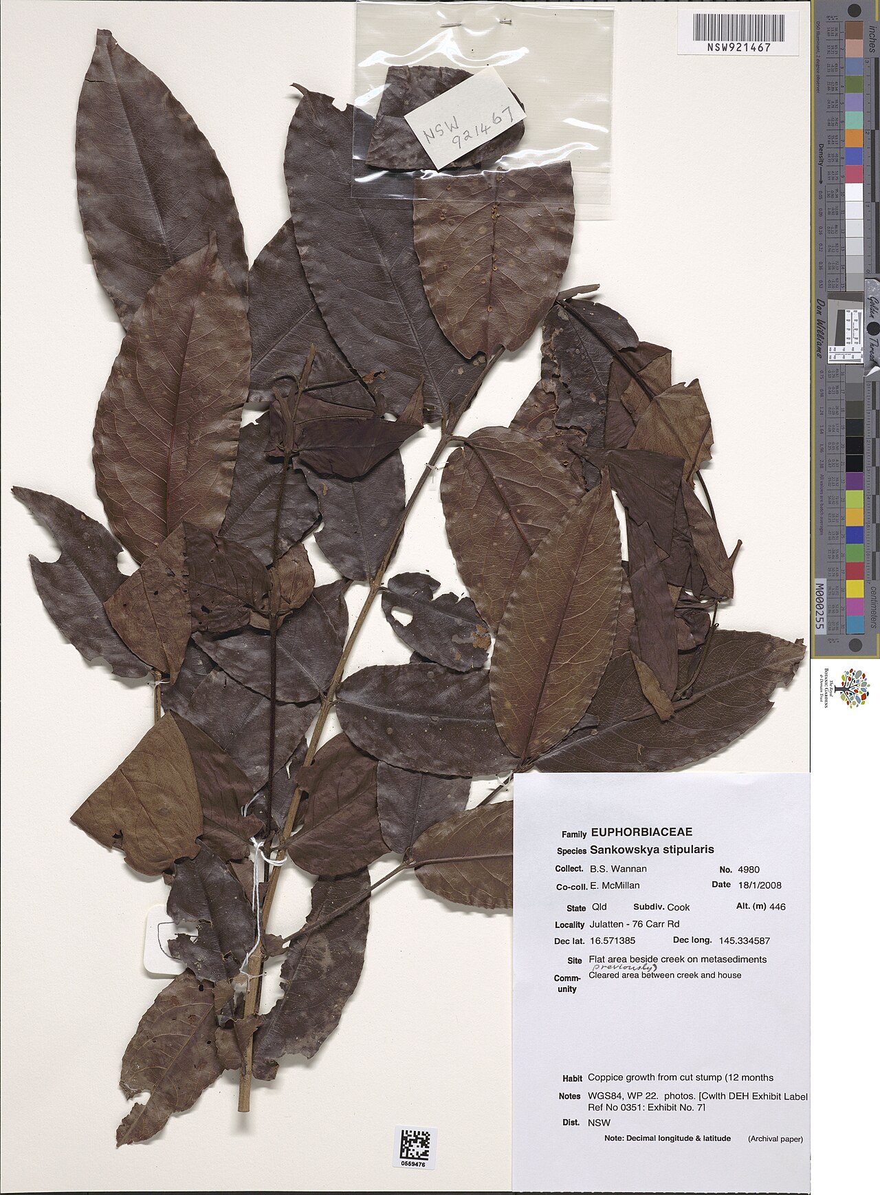 Sankowskya stipularis: Sankowskya stipularis herbarium specimen