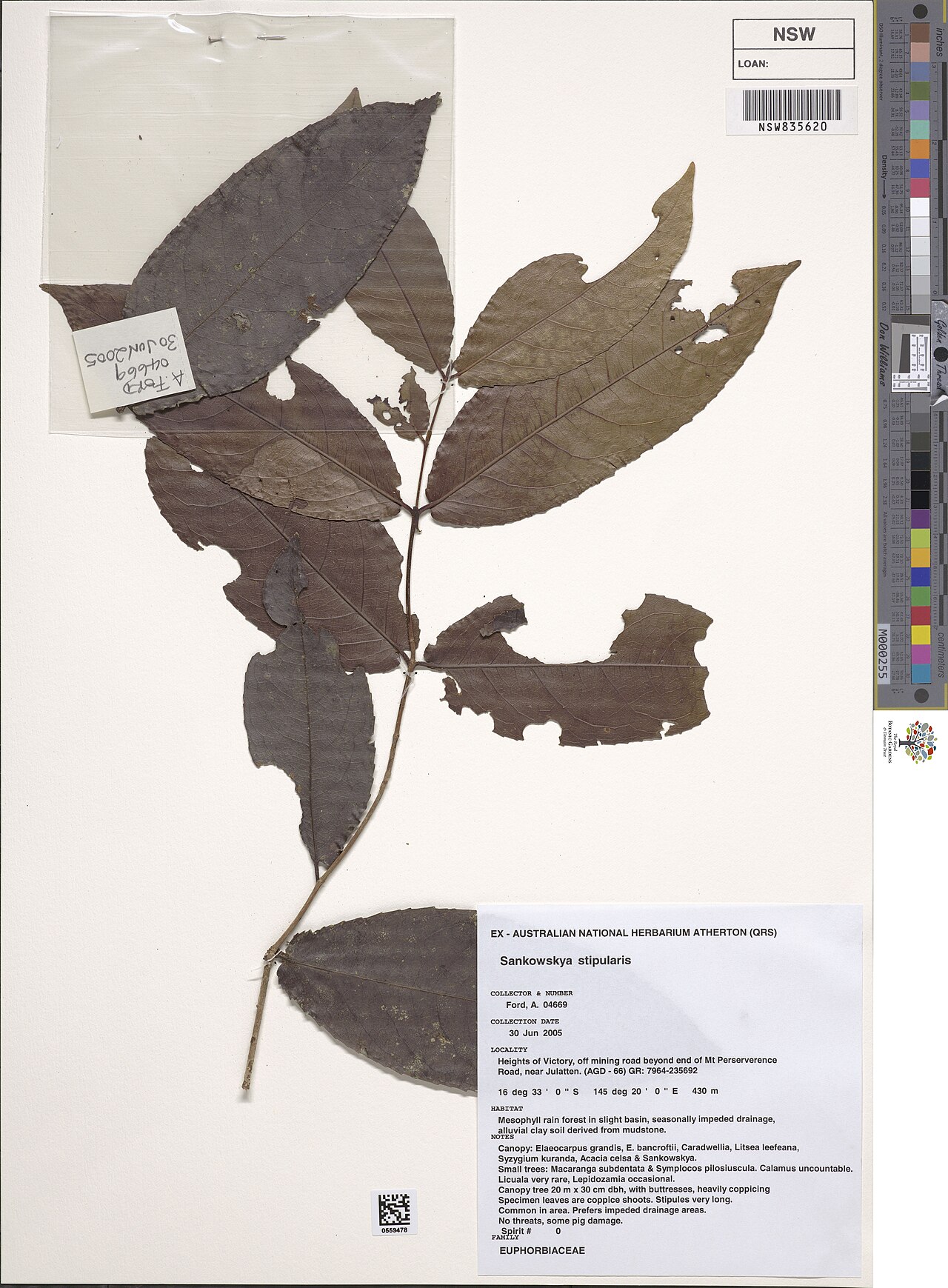 Sankowskya stipularis: Sankowskya stipularis herbarium specimen