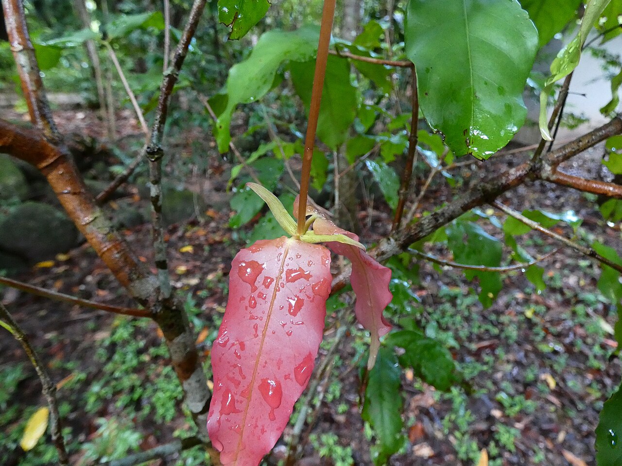 Sankowskya stipularis: Sankowskya stipularis growing at Cairns Botanic Gardens