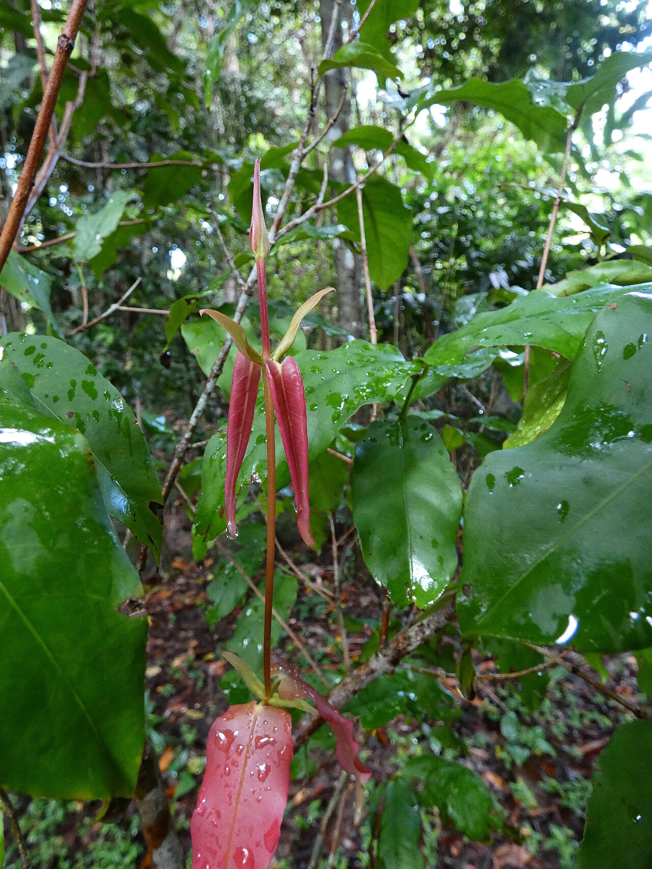 Sankowskya stipularis: Sankowskya stipularis growing at Cairns Botanic Gardens