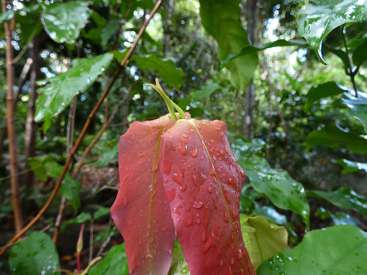 Sankowskya stipularis: Sankowskya stipularis growing at Cairns Botanic Gardens
