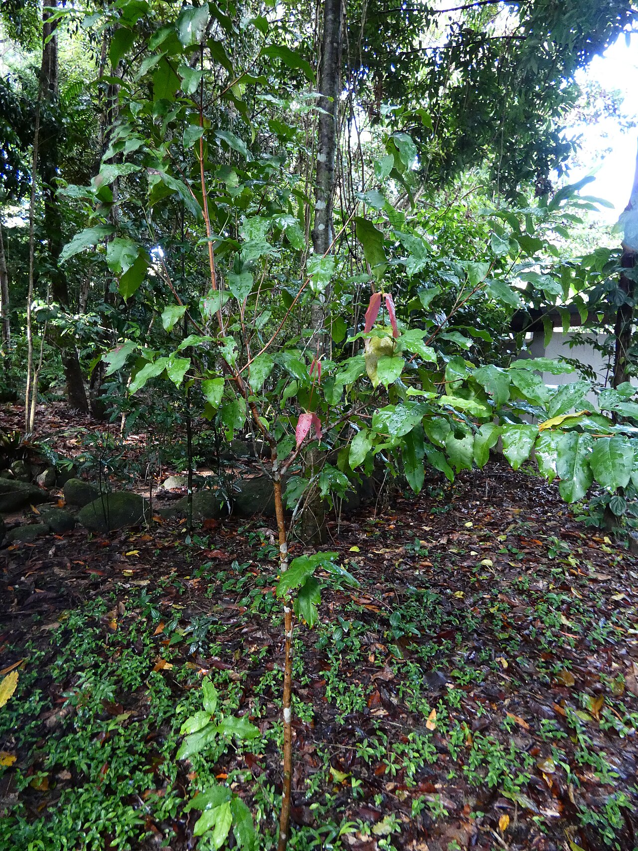 Sankowskya stipularis: Sankowskya stipularis growing at Cairns Botanic Gardens