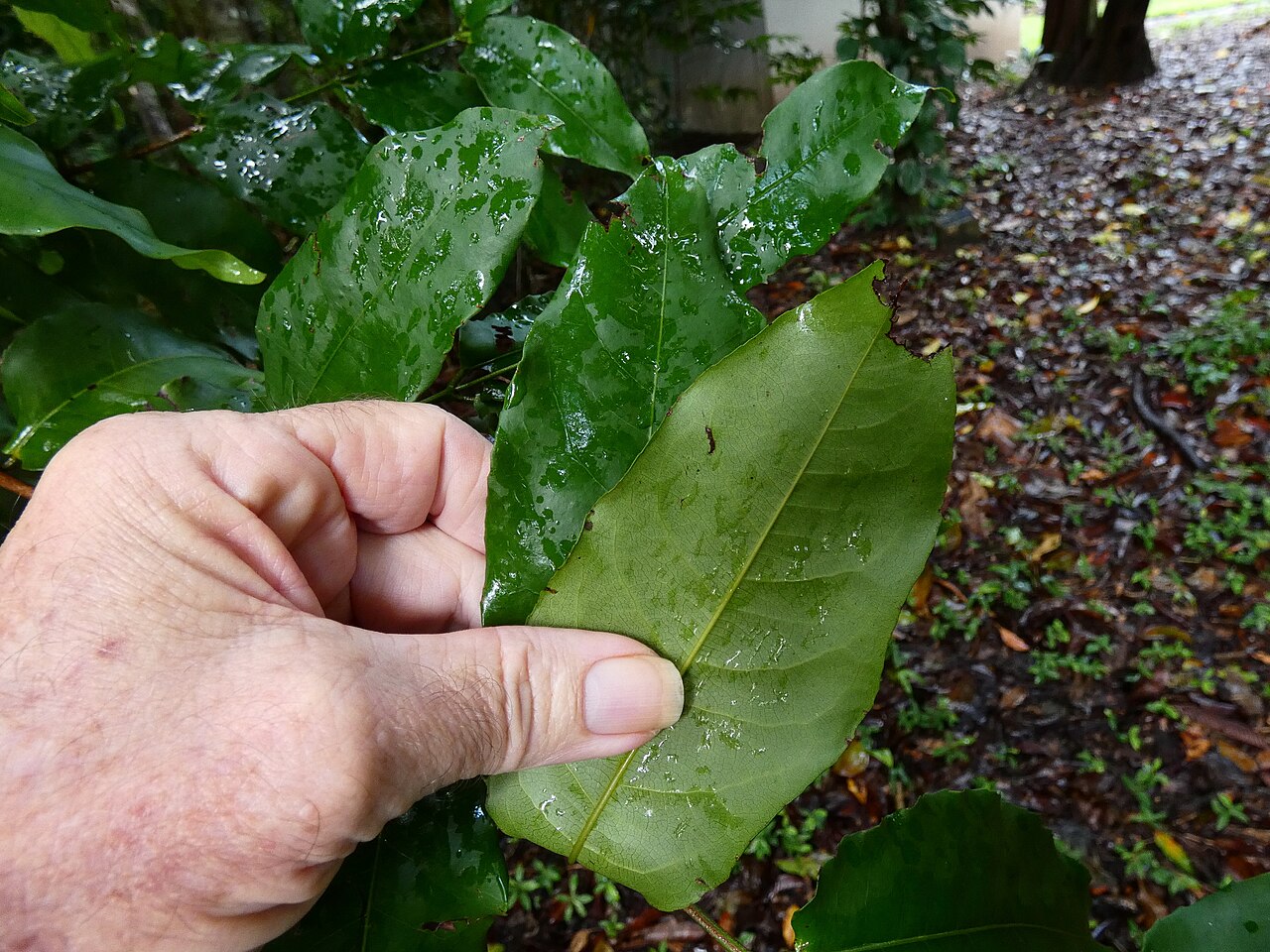 Sankowskya stipularis: Sankowskya stipularis growing at Cairns Botanic Gardens