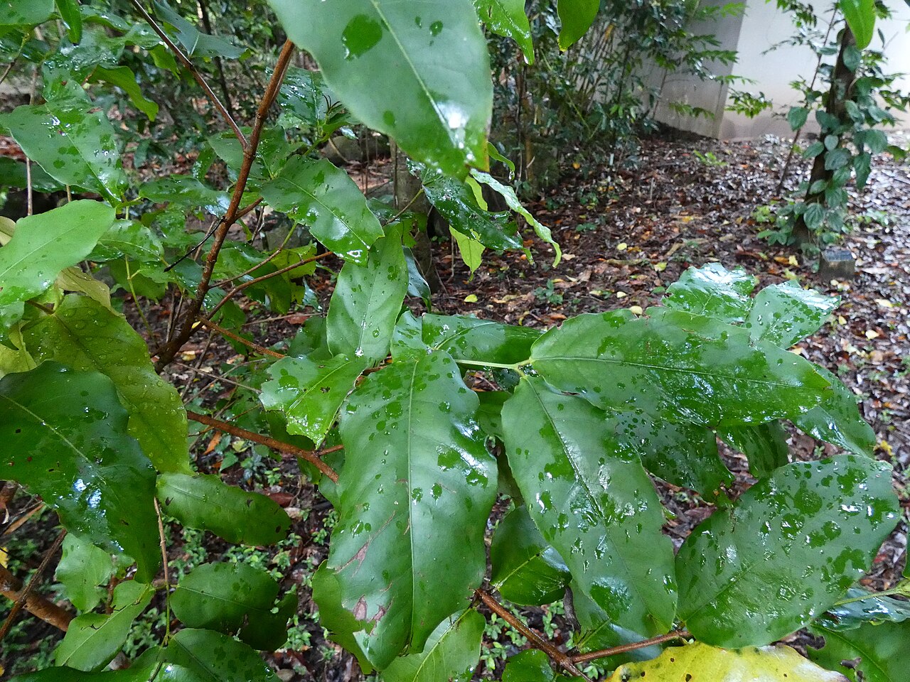 Sankowskya stipularis: Sankowskya stipularis growing at Cairns Botanic Gardens