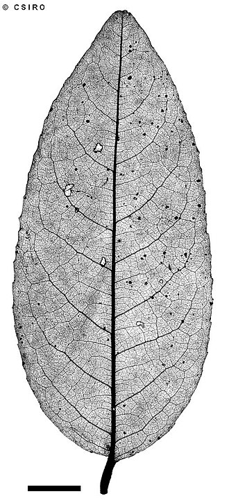 Sankowskya stipularis: Sankowskya stipularis leaf xray