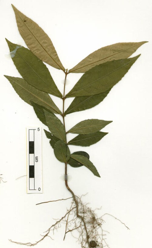 Sankowskya stipularis: Sankowskya stipularis seedling