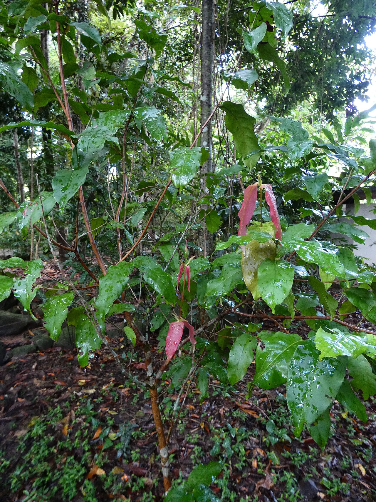 Sankowskya stipularis: Sankowskya stipularis growing at Cairns Botanic Gardens