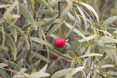 Desert quandong (Santalum acuminatum)