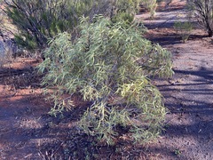 Desert quandong (Santalum acuminatum)