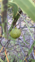 Desert quandong (Santalum acuminatum)