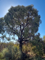 Desert quandong (Santalum acuminatum)