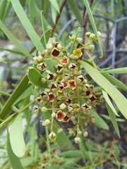 Desert quandong (Santalum acuminatum)