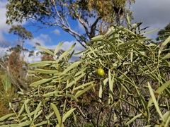 Desert quandong (Santalum acuminatum)