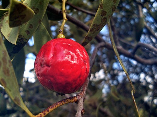Desert quandong: Santalum acuminatum