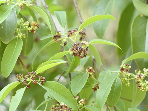 Sandalwood (Santalum album)