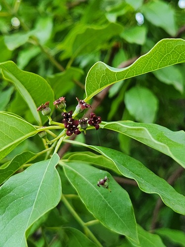 Sandalwood (Santalum album)