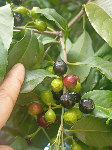 Sandalwood (Santalum album)