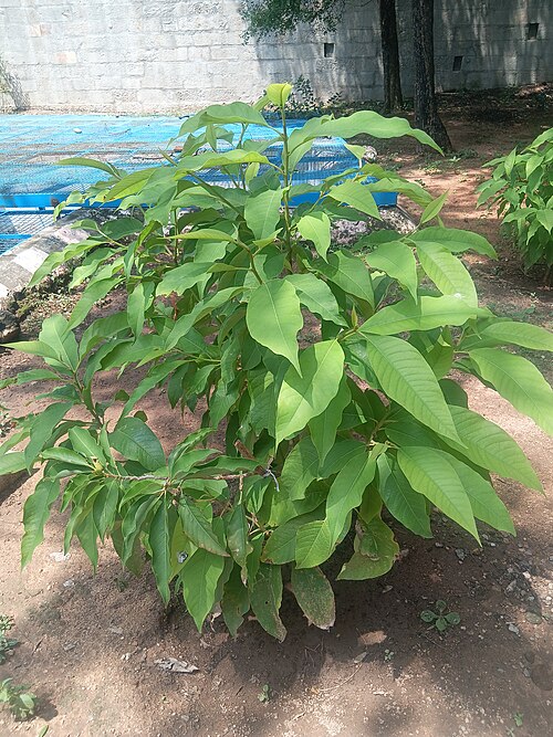 Sandalwood: Santalum album