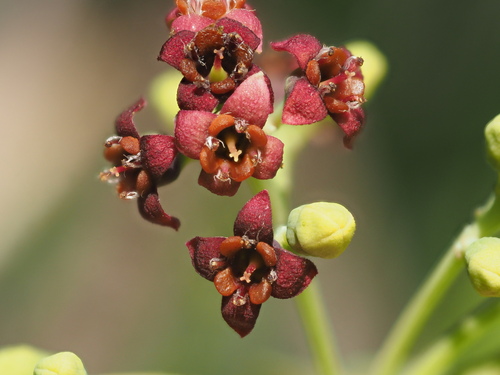 Sandalwood (Santalum album)