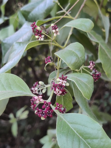 Sandalwood (Santalum album)