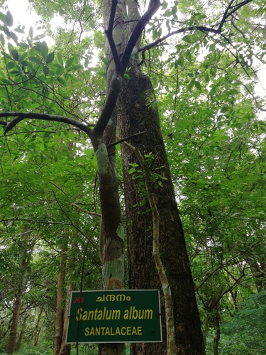 Sandalwood (Santalum album)