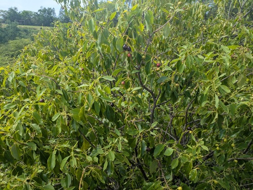Sandalwood (Santalum album)