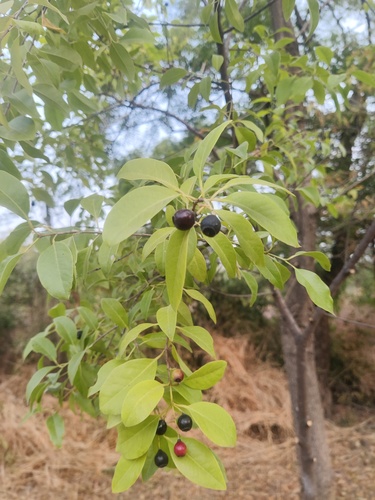 Sandalwood (Santalum album)