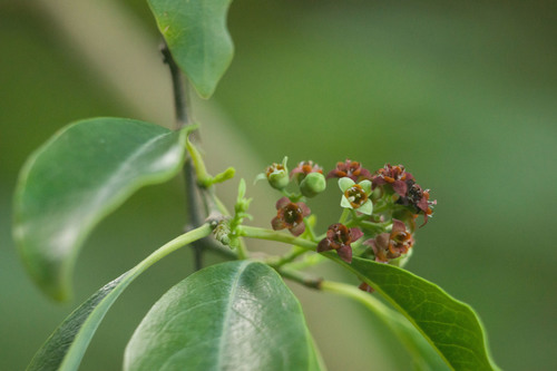 Sandalwood (Santalum album)