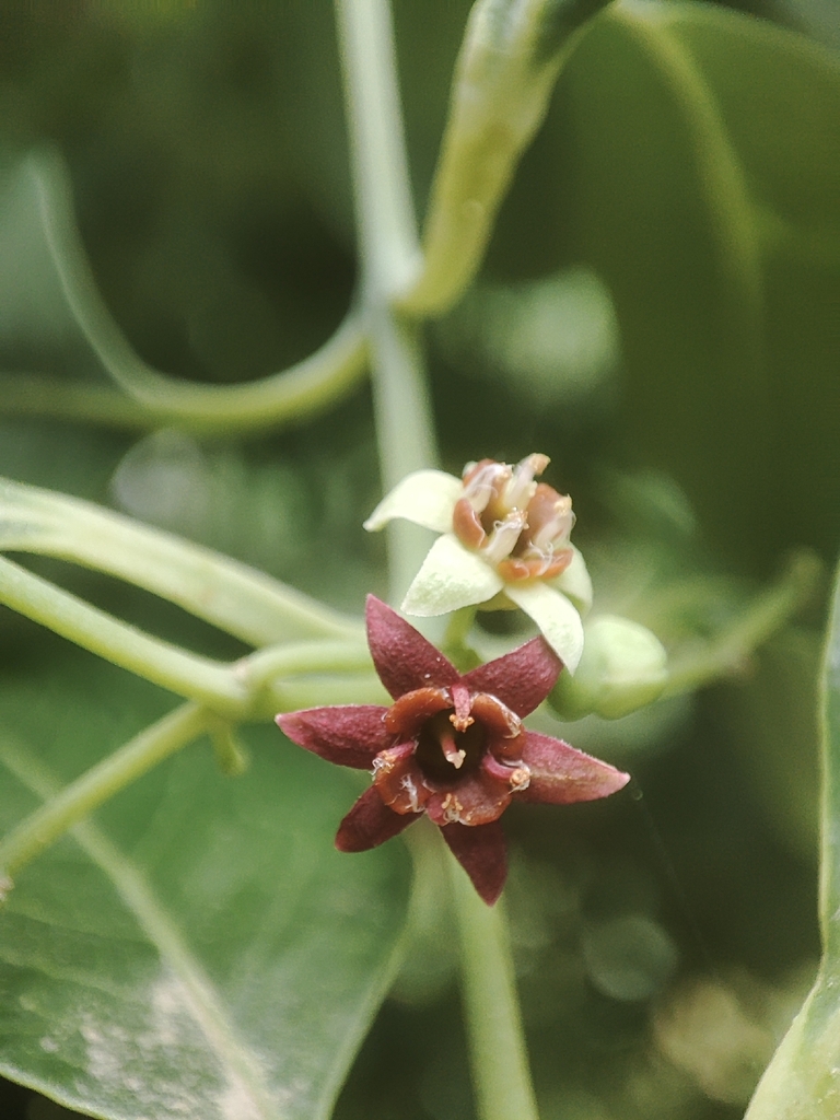 Sandalwood (Santalum album)