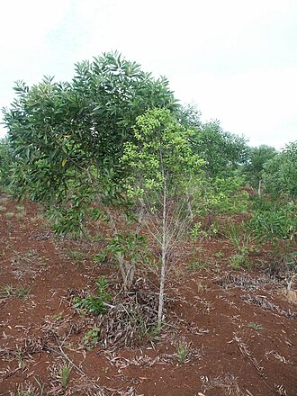 Santalum austrocaledonicum: Santalum austrocaledonicum de trois ans. Derrière lui, sa plante hôte : un faux-gaïac (Acacia spirorbis). Plantation à l'île des Pins - Nouvelle-Calédonie - Pro