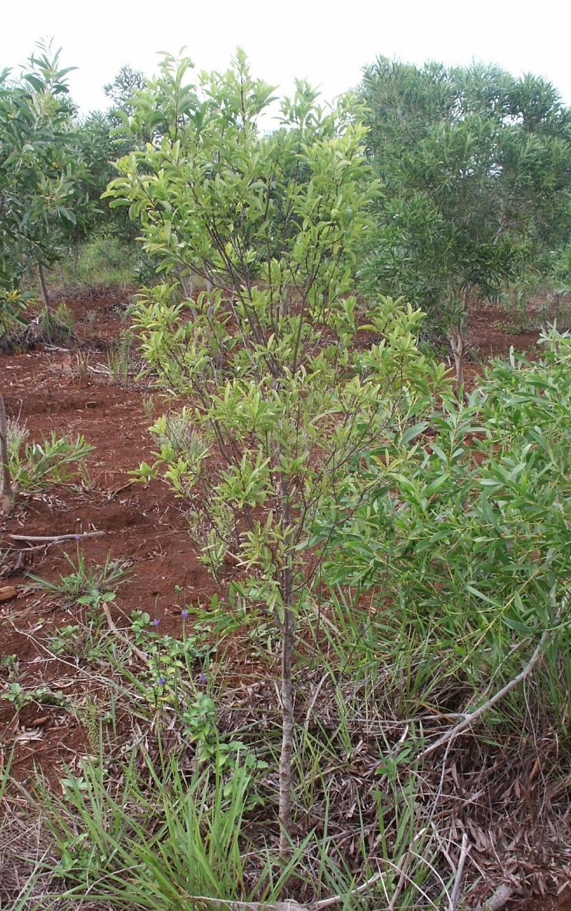 Santalum austrocaledonicum: Santalum austrocaledonicum de trois ans. Ile des Pins - Nouvelle-Calédonie - Province Sud