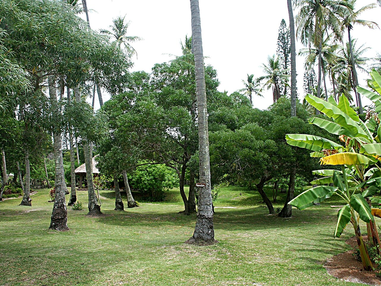 Santalum austrocaledonicum: Santalum austrocaledonicum à l'Ile des Pins, au centre de la photographie. Le santal doit parasiter les palmiers et les graminées présentes. Ile des Pins - Nouv