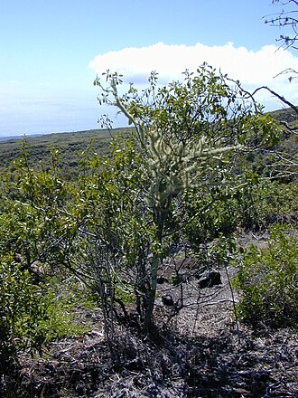 Coastal sandalwood: Santalum ellipticum (habit). Location: Maui, Auwahi