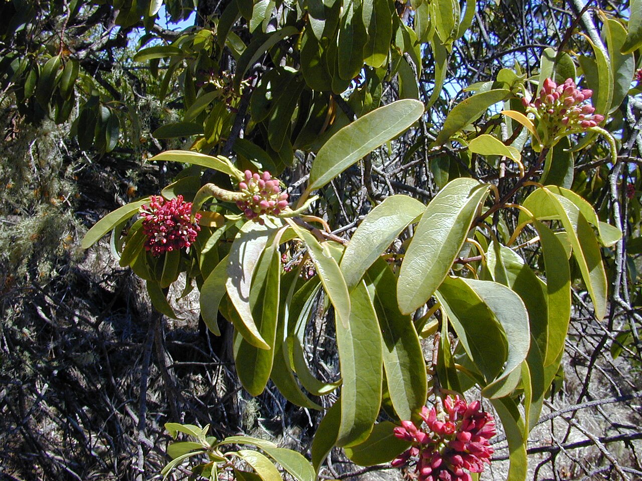 Forest sandalwood: Santalum freycinetianum var. lanaiense (leaves and flowers). Location: Maui, Auwahi