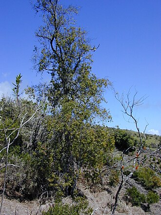 Forest sandalwood: Santalum freycinetianum var. lanaiense (habit). Location: Maui, Auwahi