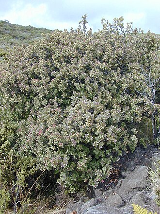 Haleakala sandalwood: Santalum haleakalae (habit). Location: Maui, Halemaumau trail Haleakala crater